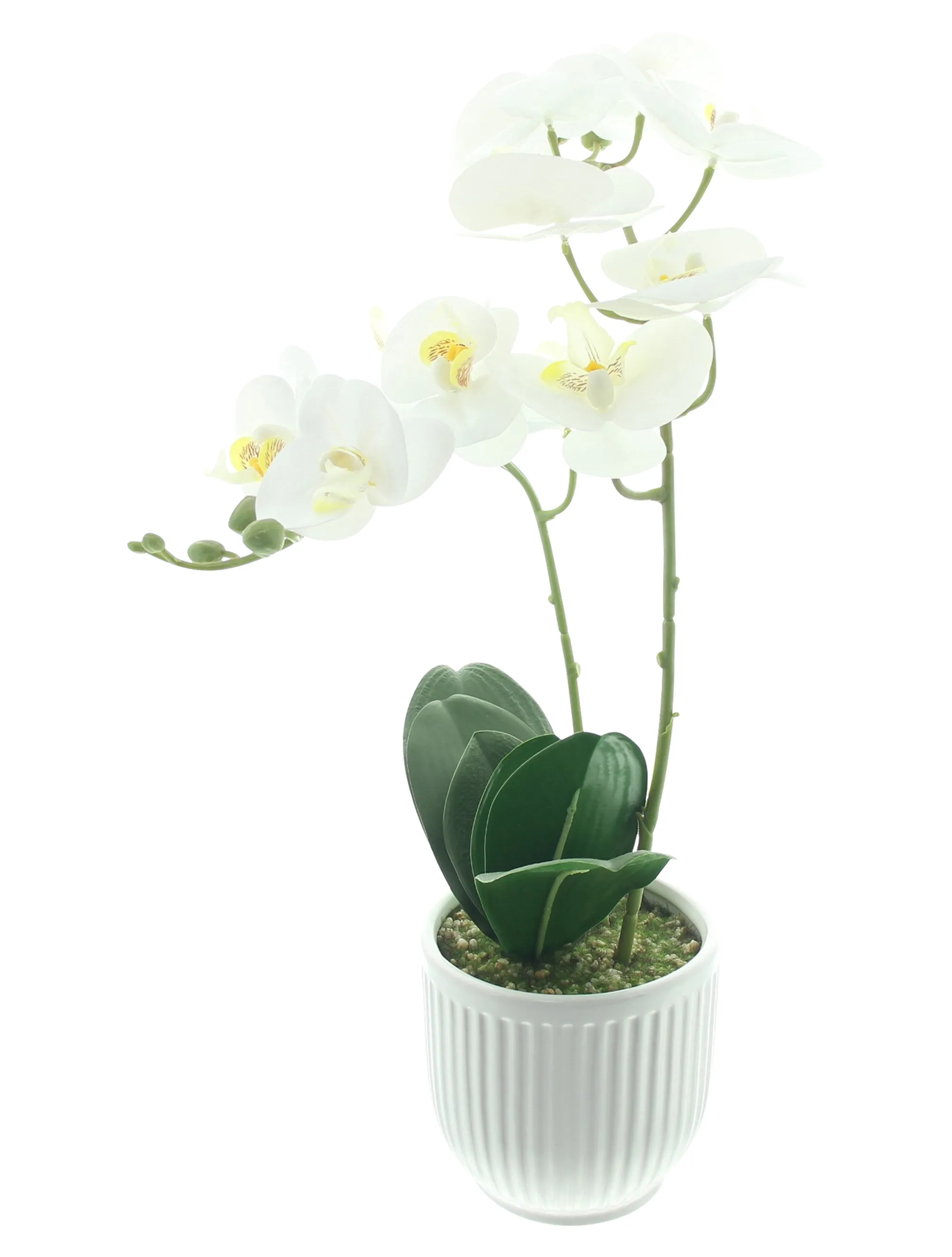 Orchidee "White Butterfly" im Topf  im Frank Flechtwaren Online Shop für Kunstpflanzen kaufen