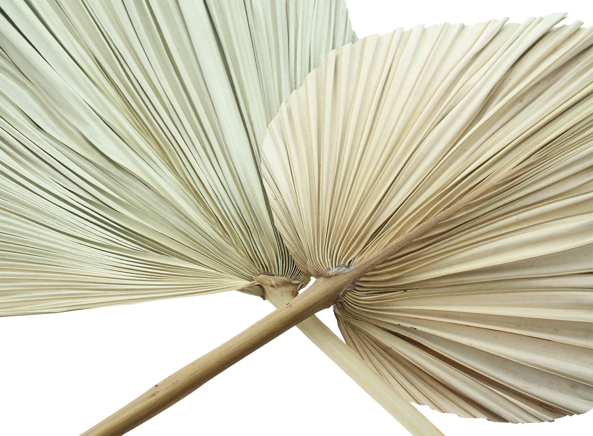 Dekoblatt "Palme", 2er Set  im Frank Flechtwaren Online Shop für Wanddeko kaufen