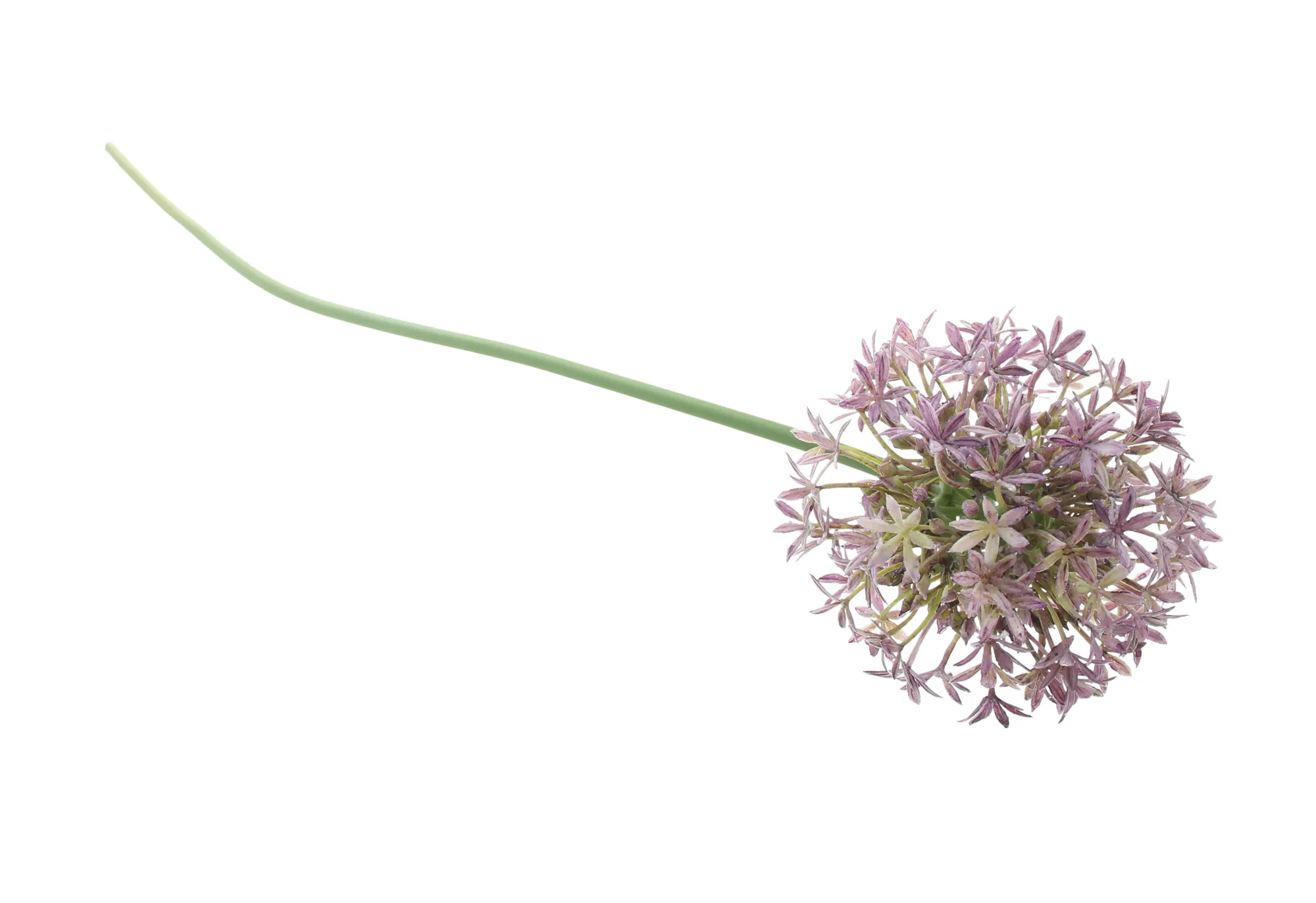 Blume "Allium"  im Frank Flechtwaren Online Shop kaufen