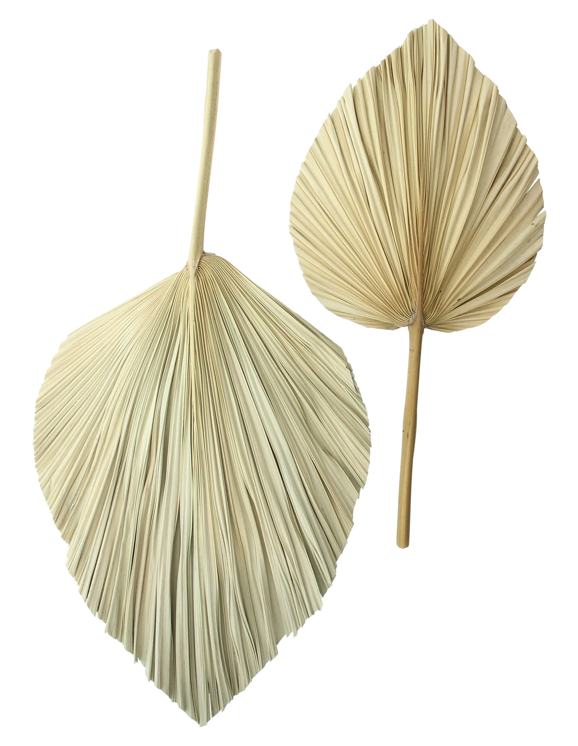 Dekoblatt "Palme", 2er Set  im Frank Flechtwaren Online Shop für Wanddeko kaufen