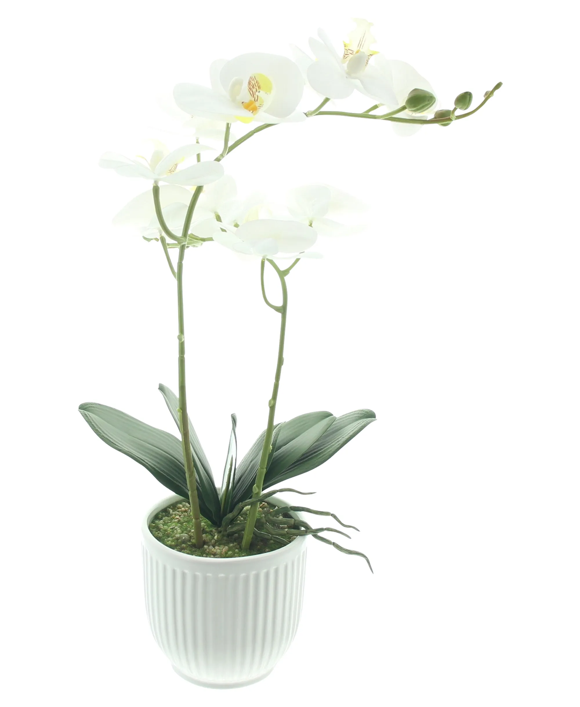 Orchidee "White Butterfly" im Topf  im Frank Flechtwaren Online Shop für Kunstpflanzen kaufen