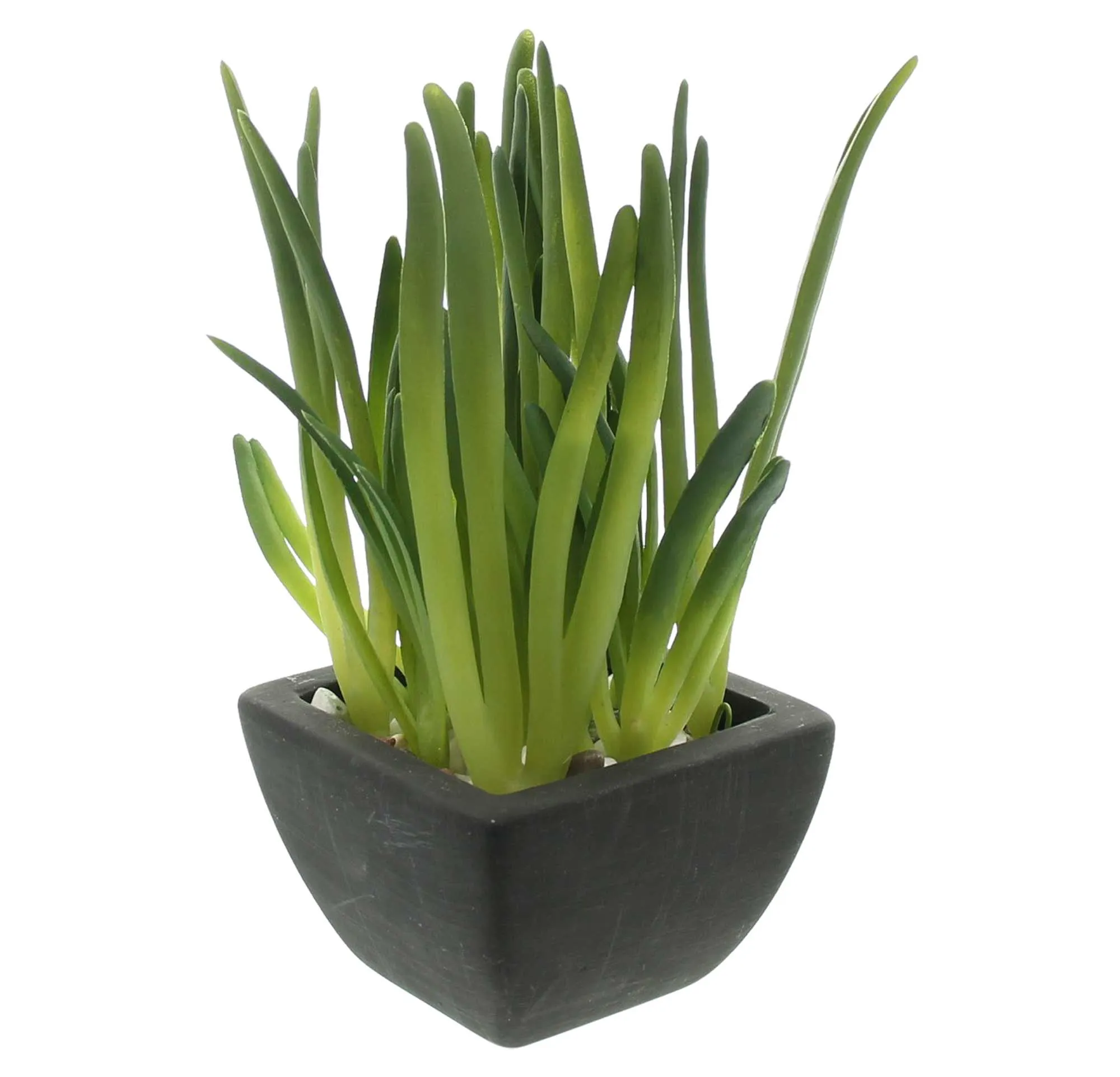 Kunstpflanze "Zimmergrün", 2er Set  im Frank Flechtwaren Online Shop für Kunstpflanzen kaufen