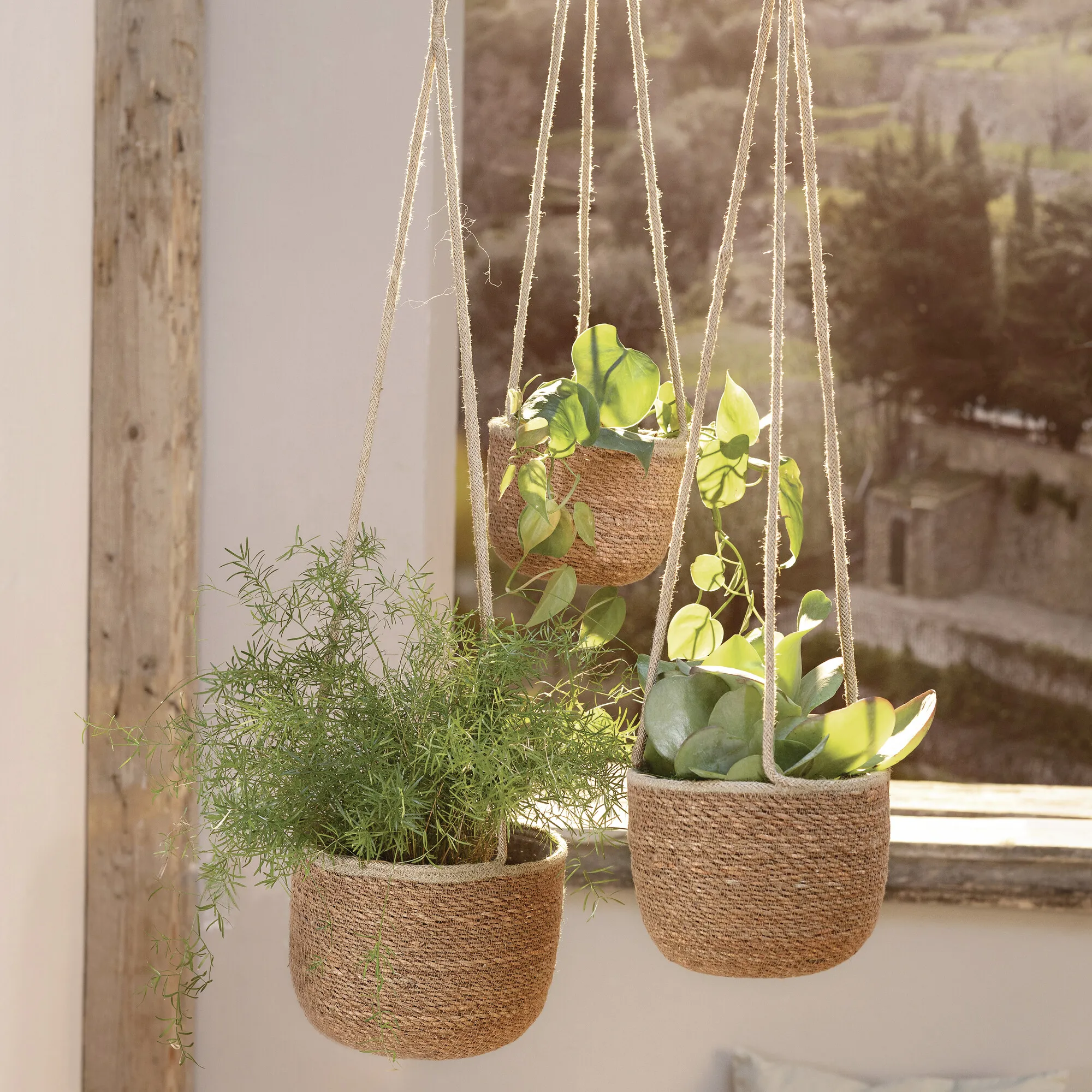 Pflanzampel "Terra", 3er Set  im Frank Flechtwaren Online Shop kaufen