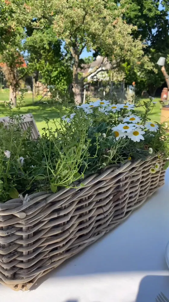 Pflanzkasten: geflochtener Rattankasten mit weißen Margeriten als natürliche Tischdekoration im Garten