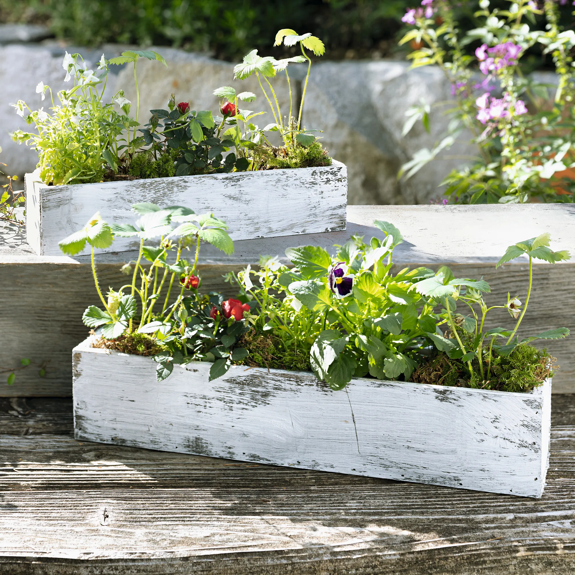 Pflanzer "Shabby-White", 2er Set  im Frank Flechtwaren Online Shop für Pflanztöpfe kaufen