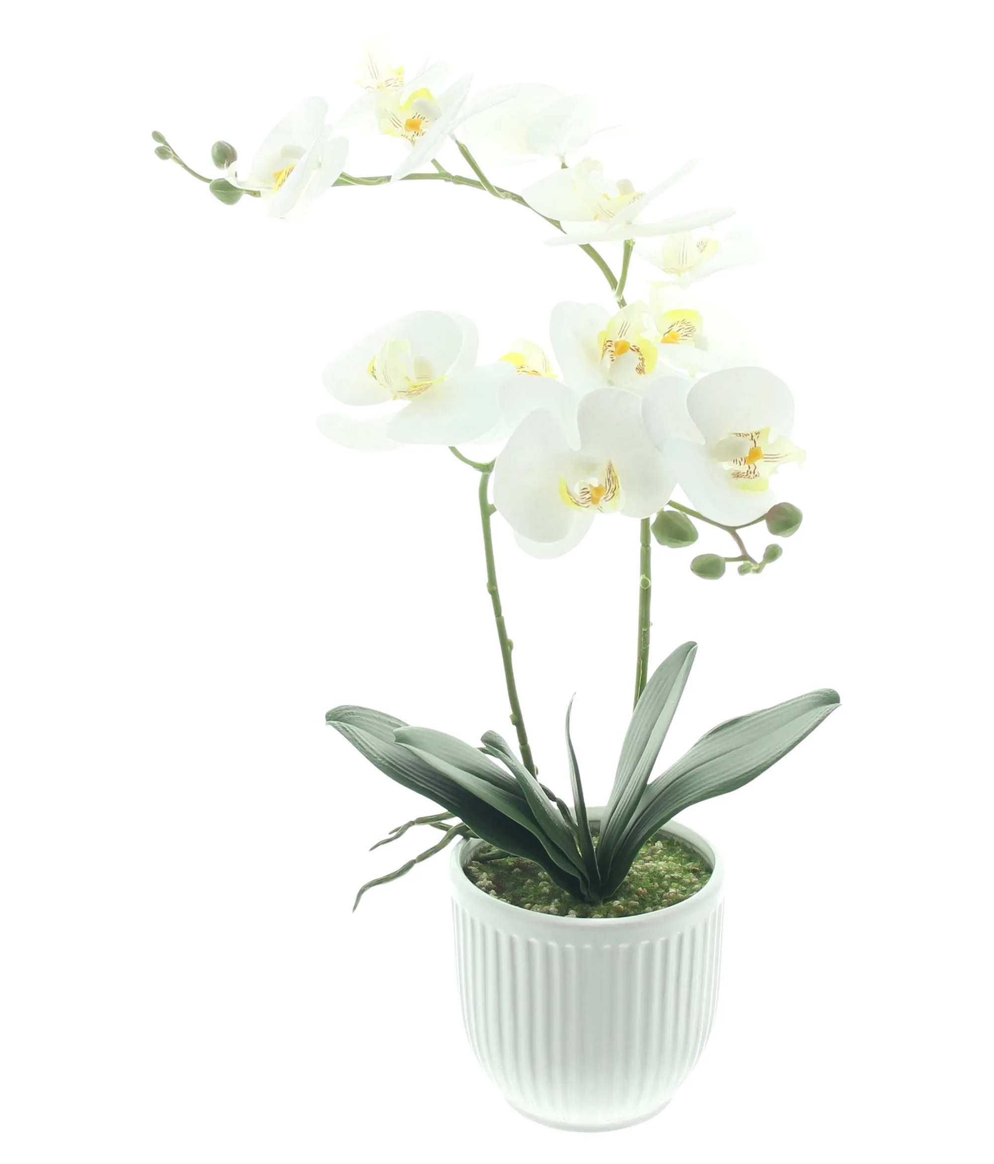 Orchidee "White Butterfly" im Topf  im Frank Flechtwaren Online Shop für Kunstpflanzen kaufen