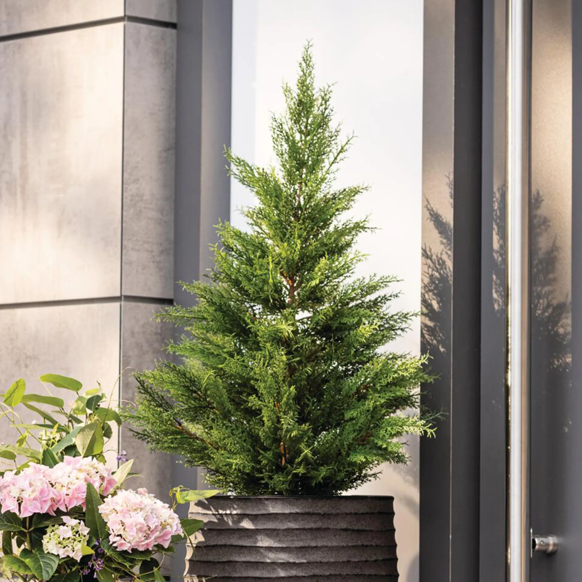 Kunstpflanze "Konifere"  im Frank Flechtwaren Online Shop für Weihnachtliche Gartendeko kaufen