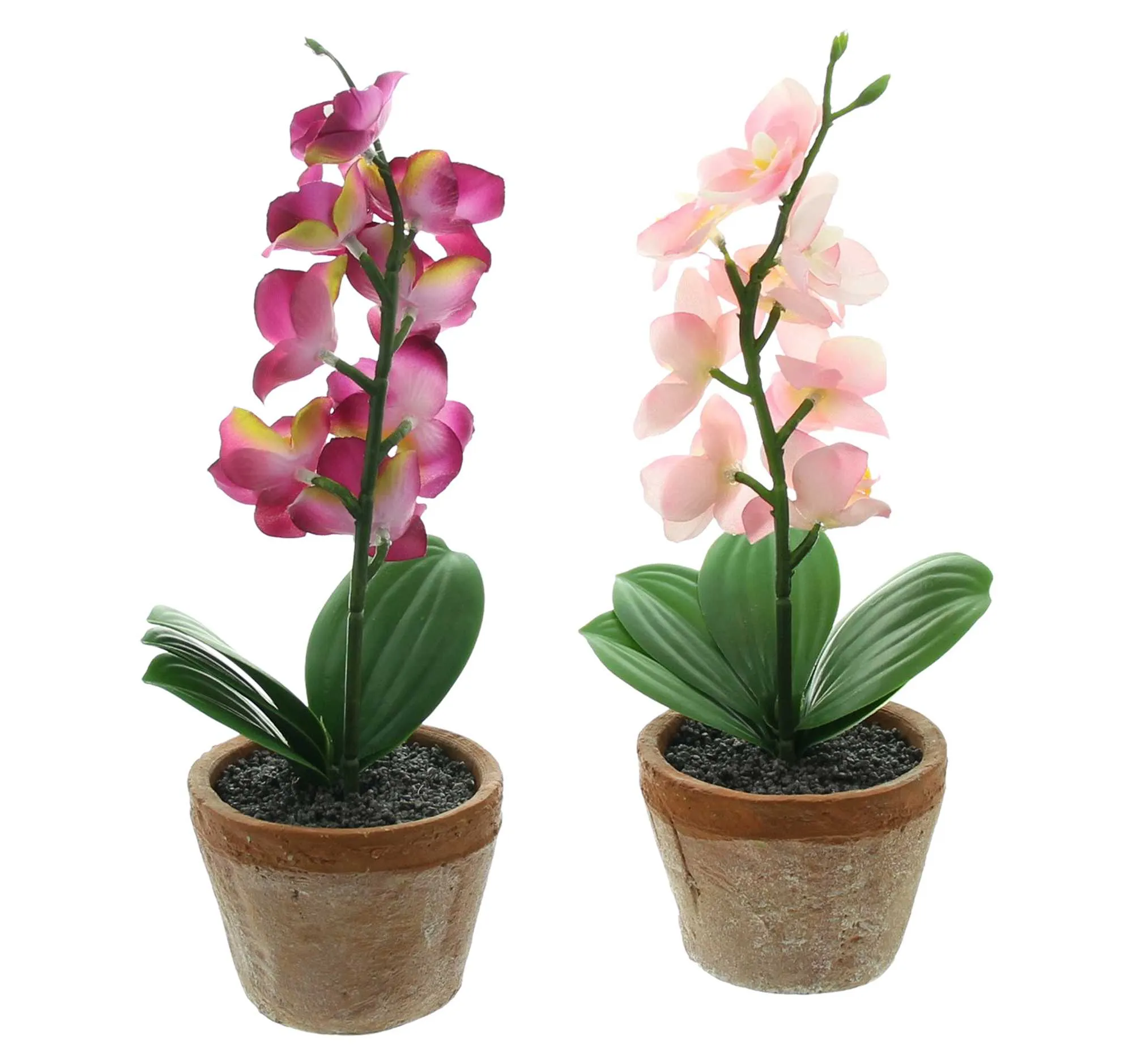 Orchidee im Topf, 2er Set  im Frank Flechtwaren Online Shop für Kunstpflanzen kaufen