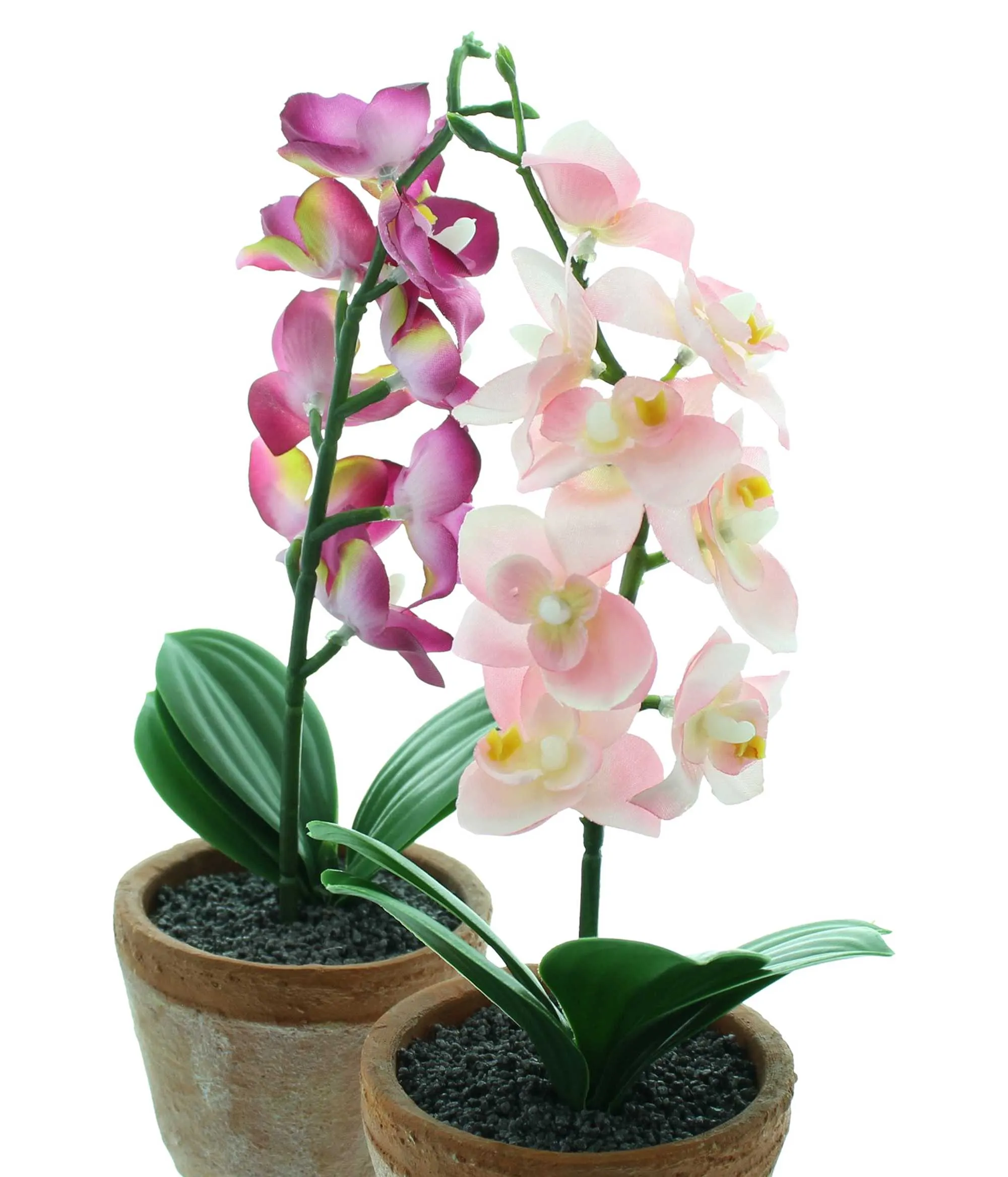 Orchidee im Topf, 2er Set  im Frank Flechtwaren Online Shop für Kunstpflanzen kaufen