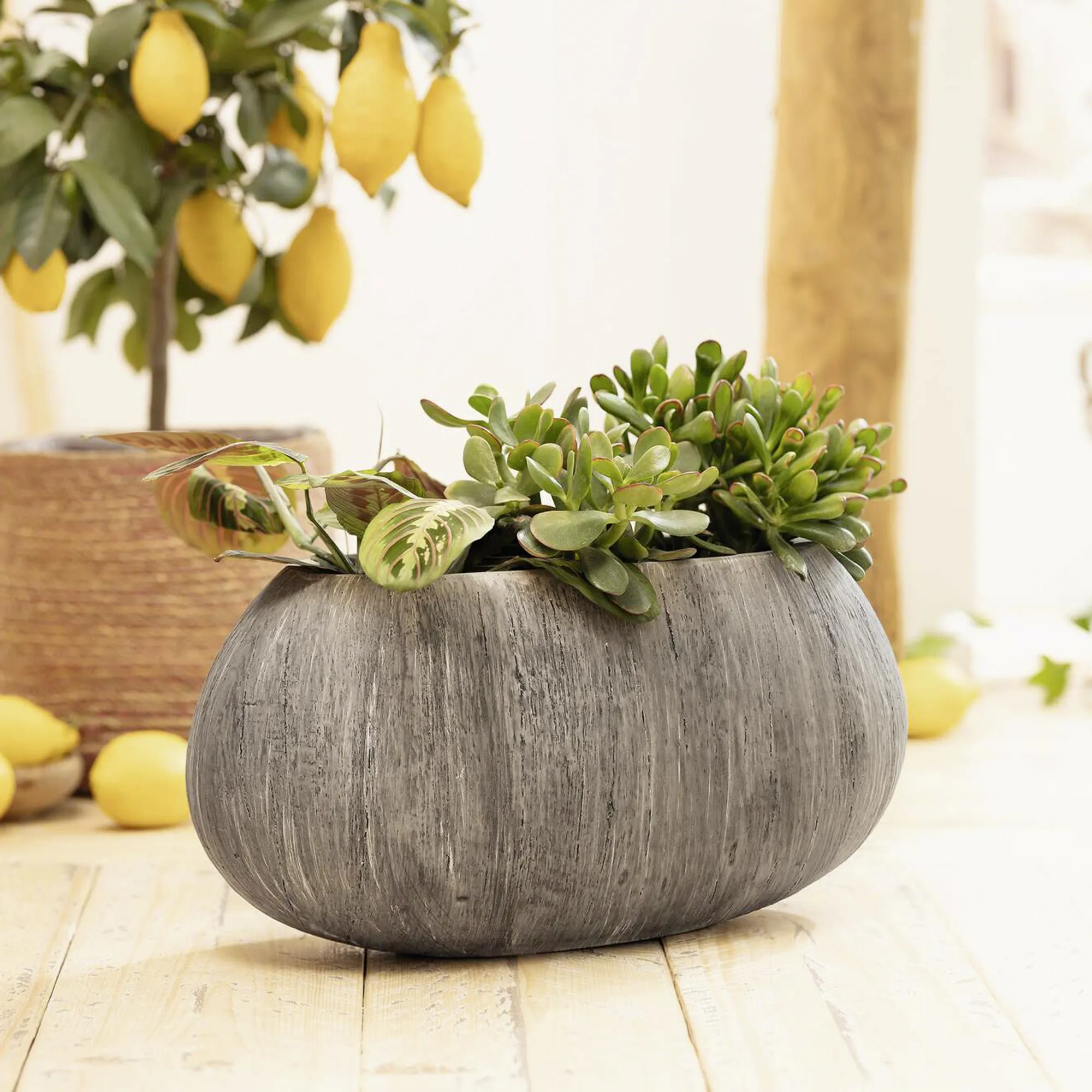 Pflanzschale "Woodgrey"  im Frank Flechtwaren Online Shop kaufen
