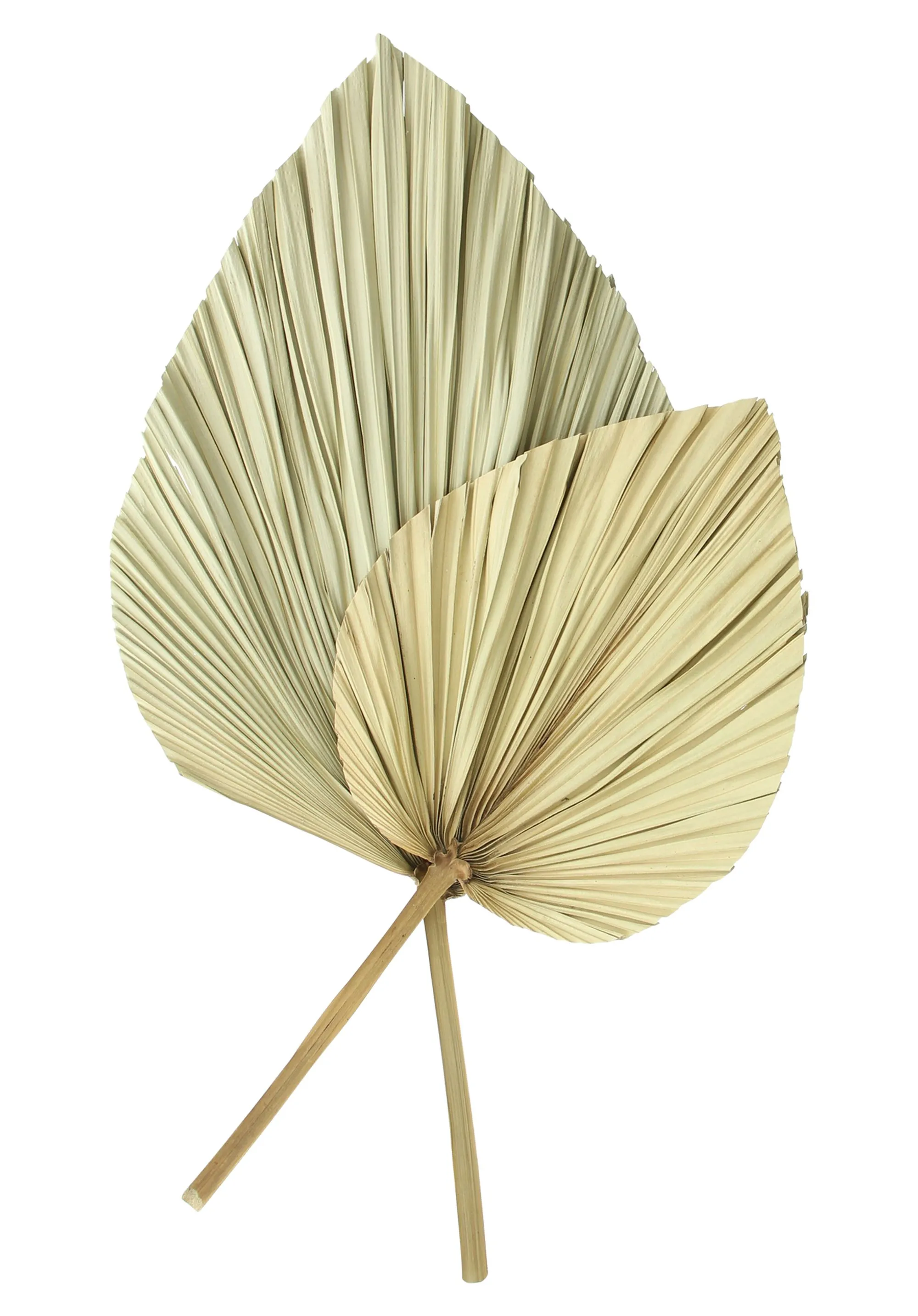 Dekoblatt "Palme", 2er Set  im Frank Flechtwaren Online Shop für Wanddeko kaufen