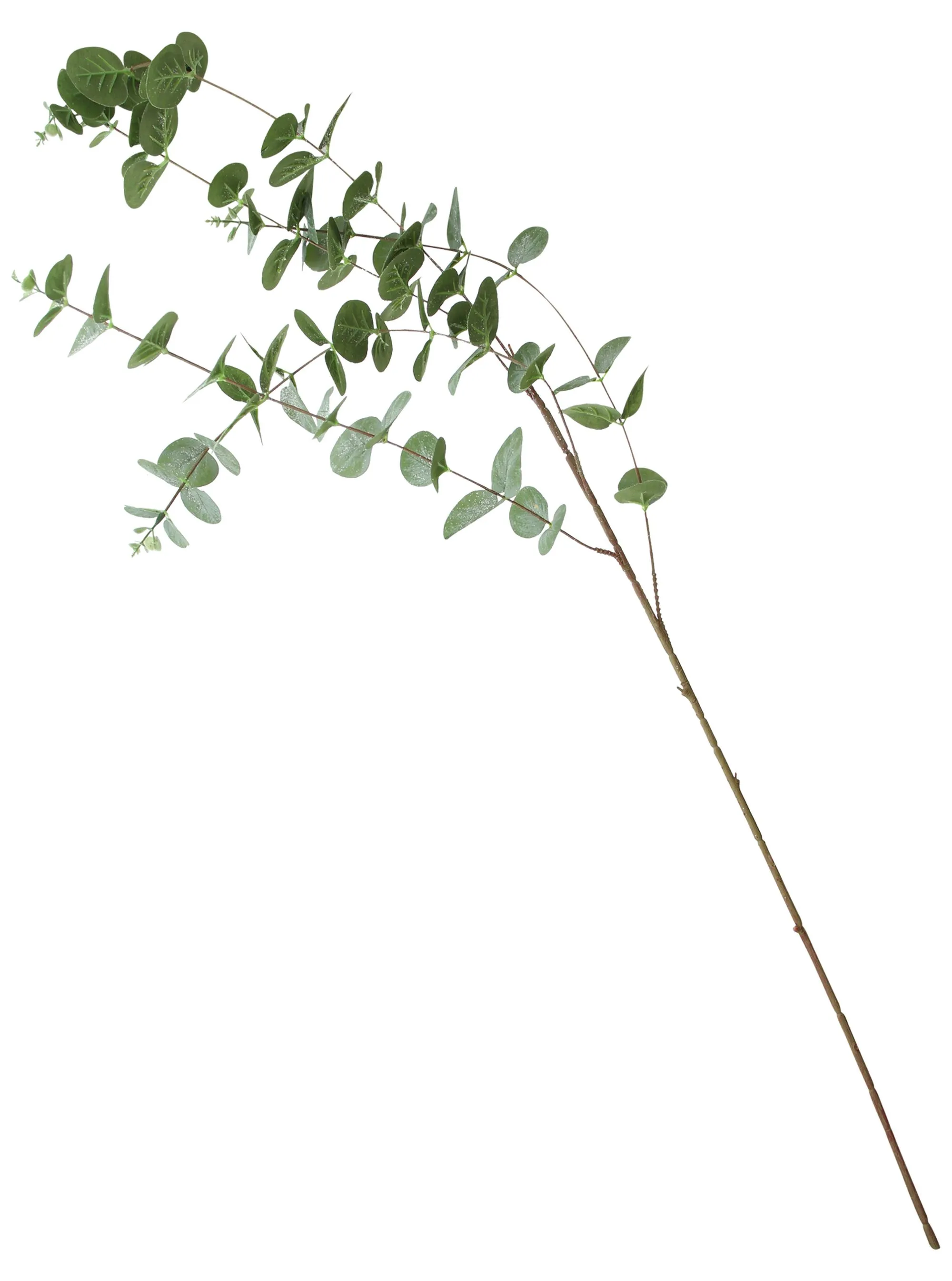 Zweig "Eukalyptus", 2er Set  im Frank Flechtwaren Online Shop für Natur &amp; Grün kaufen