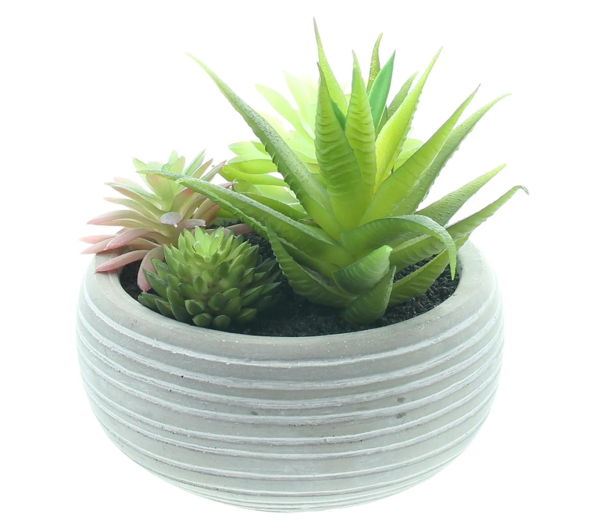 Kunstpflanze "Sukkulenten im Topf"  im Frank Flechtwaren Online Shop für Natur &amp; Grün kaufen