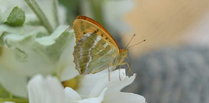 Blumendeko: orangefarbener Schmetterling auf weißen Blüten als natürliche Sommerdekoration