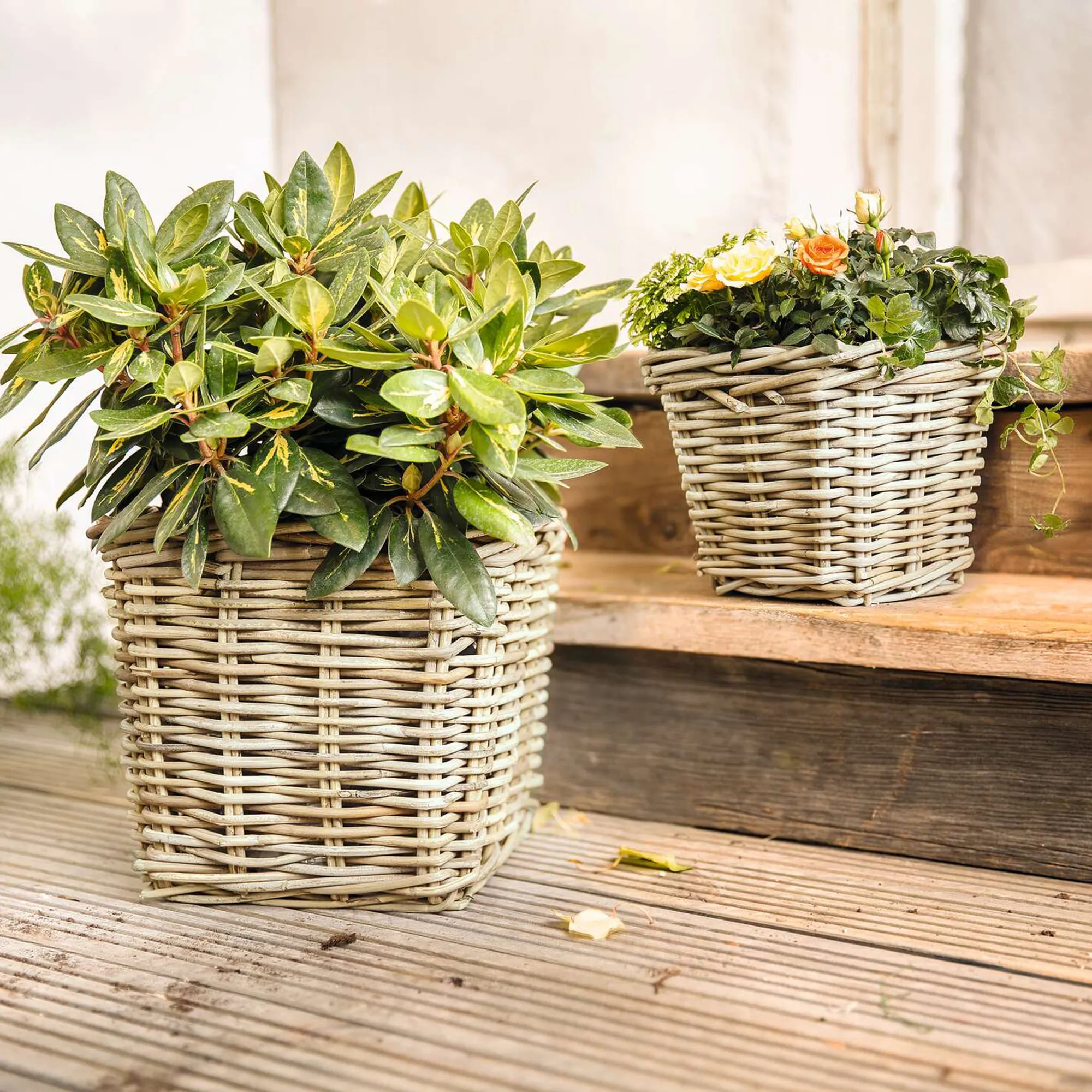 Pflanzer "Rattan", groß  im Frank Flechtwaren Online Shop für Pflanzkörbe kaufen