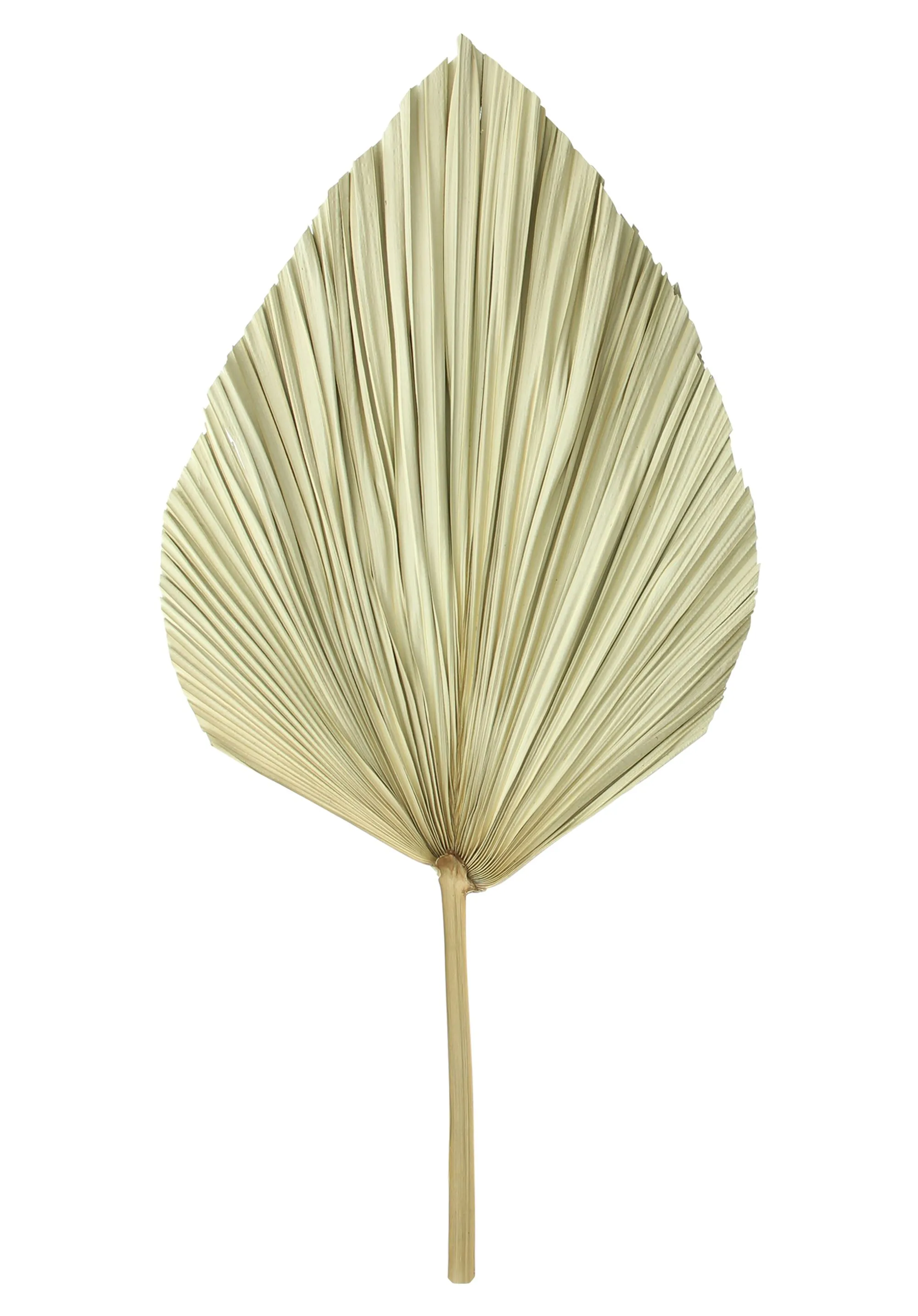 Dekoblatt "Palme", 2er Set  im Frank Flechtwaren Online Shop für Wanddeko kaufen