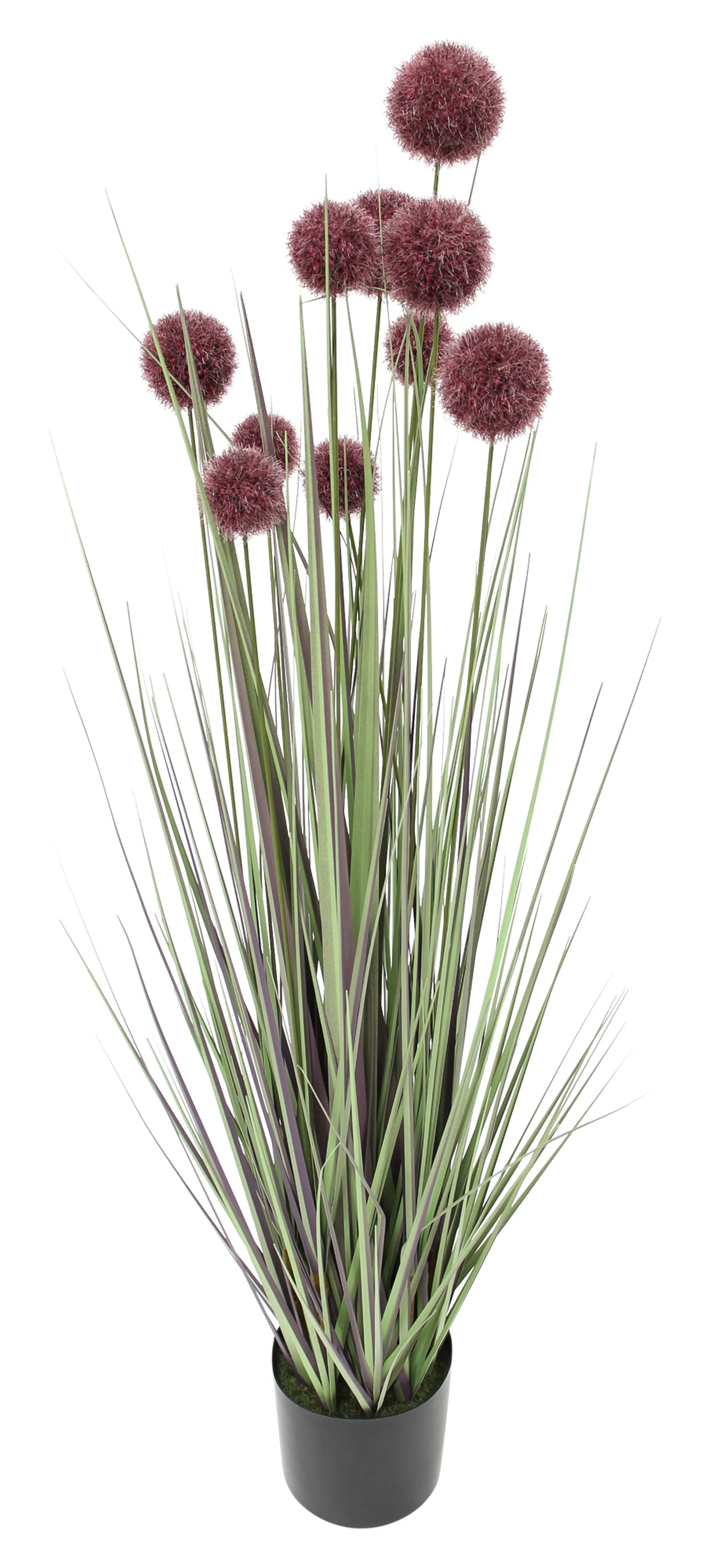 Topfpflanze "Allium"  im Frank Flechtwaren Online Shop für Beerentöne kaufen