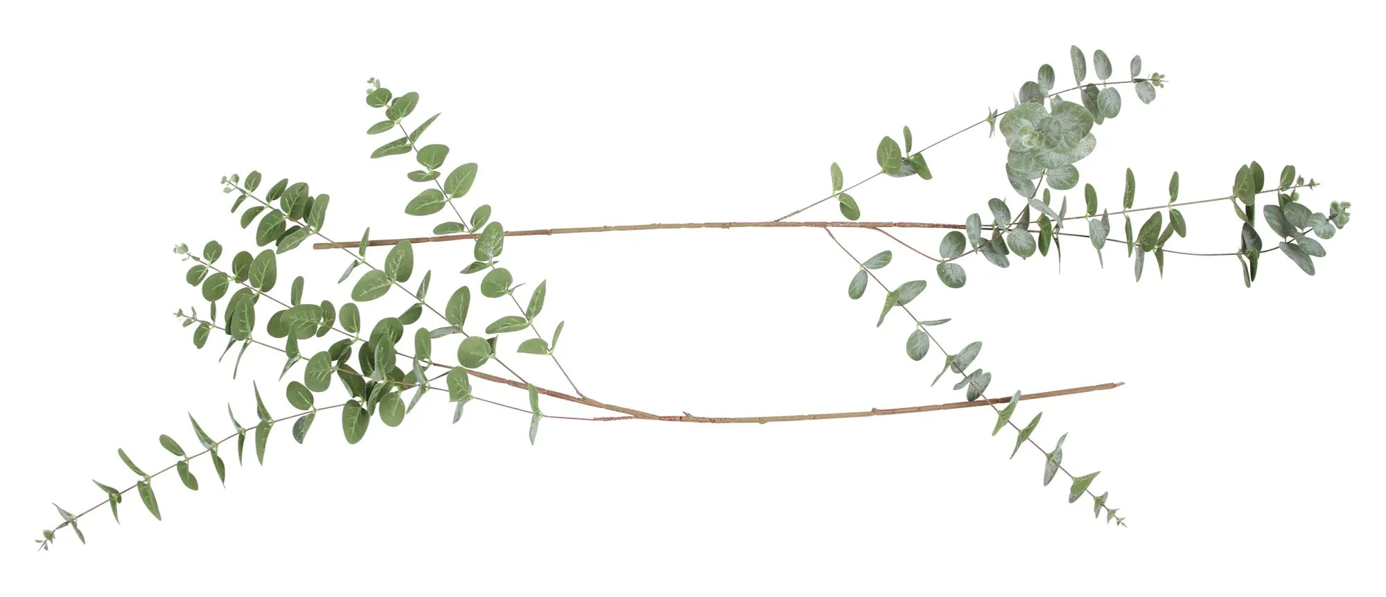Zweig "Eukalyptus", 2er Set  im Frank Flechtwaren Online Shop kaufen